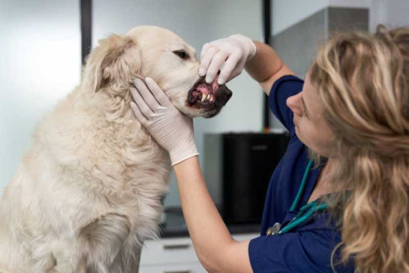 Contato de Clínica Veterinária Animal Conjunto Habitacional Britânia - Clínica Veterinária 24 Horas
