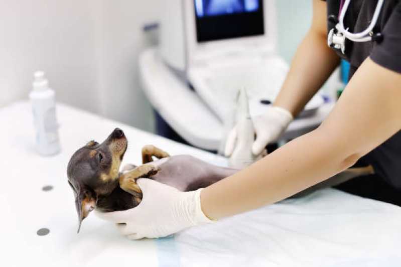 Contato de Hospital Veterinário 24h Cataratas - Hospital Veterinário de Cães e Gatos