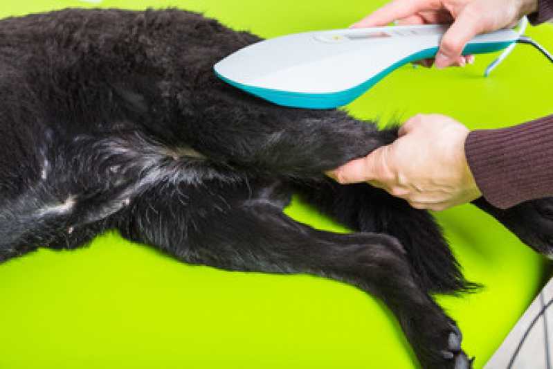 Contato de Hospital Veterinário de Cães e Gatos Braganey - Hospital Veterinário Animal
