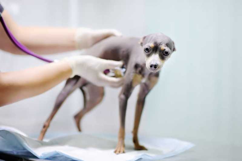 Contato de Hospital Veterinário Especializada em Gatos e Cachorros Assis - Hospital Veterinário Animal