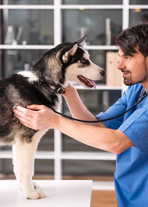 Contato de Pronto Socorro 24h para Animais de Estimação Jardim Pancera - Pronto Socorro para Cachorros Toledo