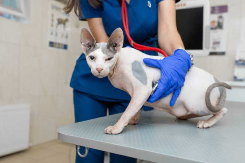 Contato de Pronto Socorro 24h para Cachorros Chateaubriand - Pronto Socorro para Gatos