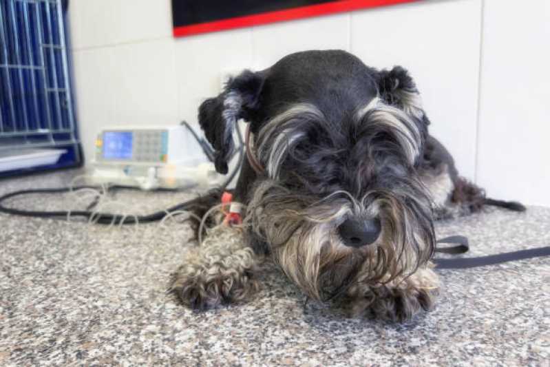 Contato de Pronto Socorro Animal 24 Horas Cancelli - Pronto Socorro para Cachorros Toledo