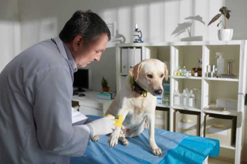 Contato de Pronto Socorro para Animais de Estimação Assis - Pronto Socorro 24h para Animais de Estimação