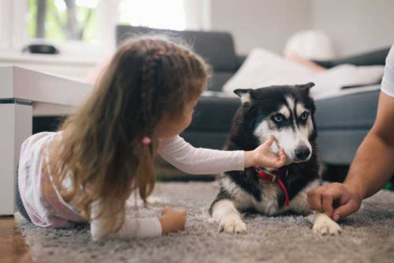Contato de Pronto Socorro para Cães Quatro Pontes - Pronto Socorro para Animais de Estimação