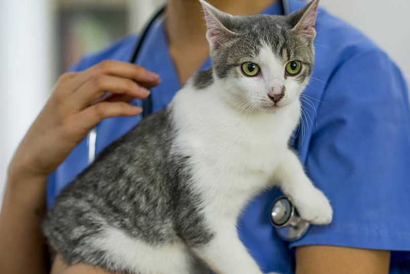 Contato de Pronto Socorro para Gatos Ramilândia - Pronto Socorro 24h para Animais de Estimação