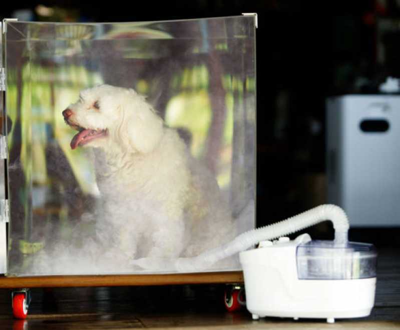 Contato de Pronto Socorro para Pets 24 Horas Jardim Bressan - Pronto Socorro para Animais de Estimação
