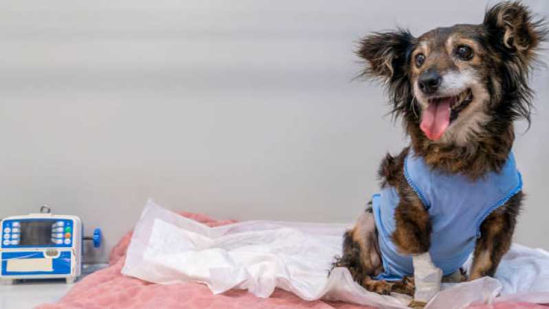 Contato de Pronto Socorro Pet 24 Horas Pinheirinho - Pronto Socorro para Cachorros Cascavel