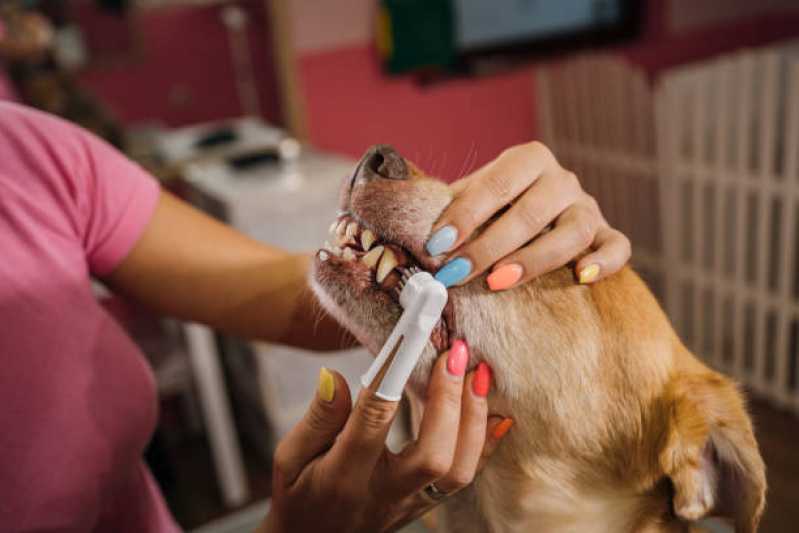 Dentista Cachorro Conjunto Habitacional Britânia - Odontologia para Cães