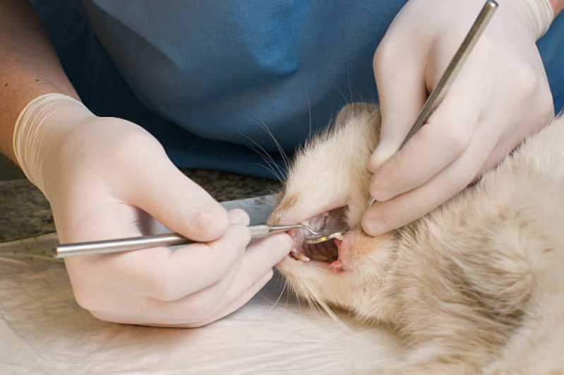 Dentista Gato Marcar Pacaembu - Odontologia para Cachorro Cascavel