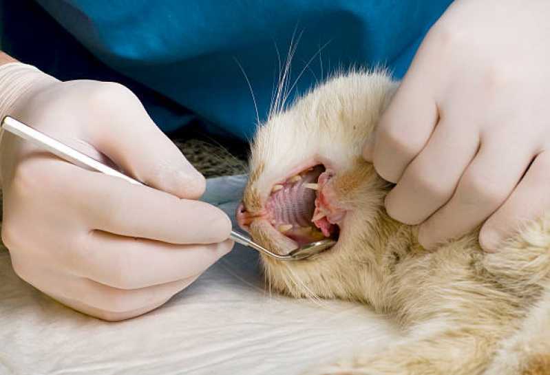 Dentista Gato Centro de Cascavel - Odontologia para Cachorro