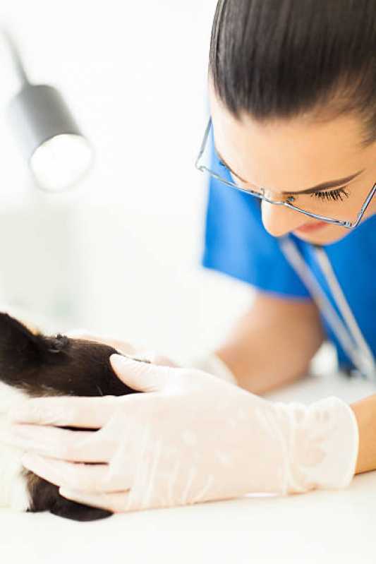 Dermatologia Animal Contato Vila Operária - Dermatologista de Cachorro