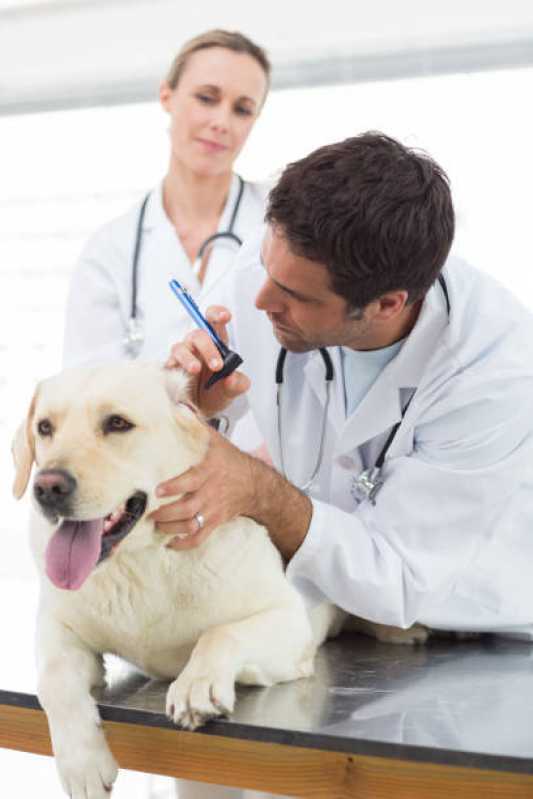 Dermatologia em Cães Contato Universitário - Dermatologista para Cães