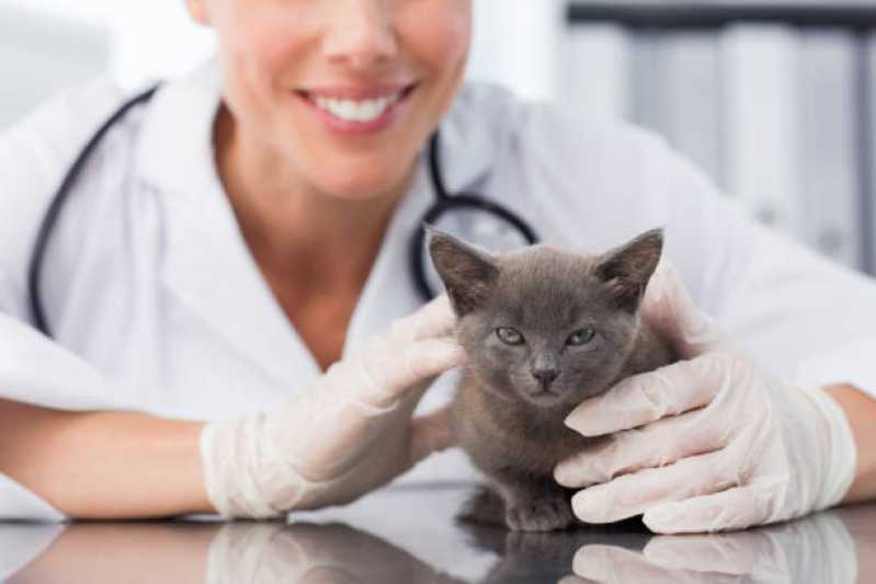 Dermatologia para Animais de Pequeno Porte Contato Vila Operária - Dermatologia Animal