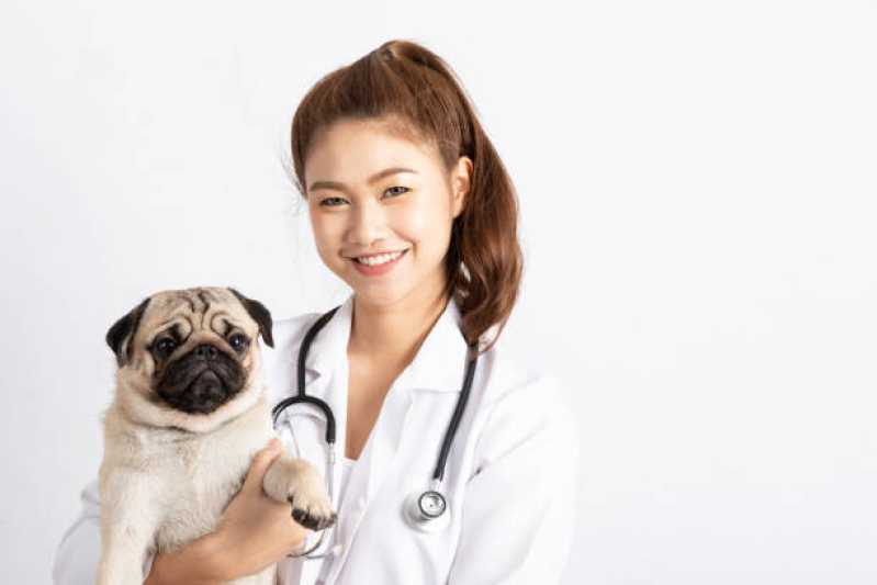 Dermatologia para Animais de Pequeno Porte Chateaubriand - Dermatologista para Cachorro