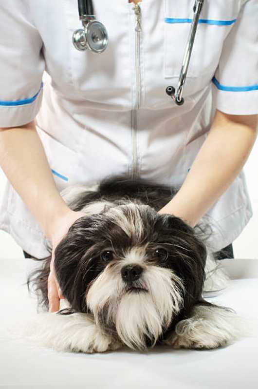 Dermatologia para Cachorro de Pequeno Porte Santa Cruz - Dermatologista de Cachorro