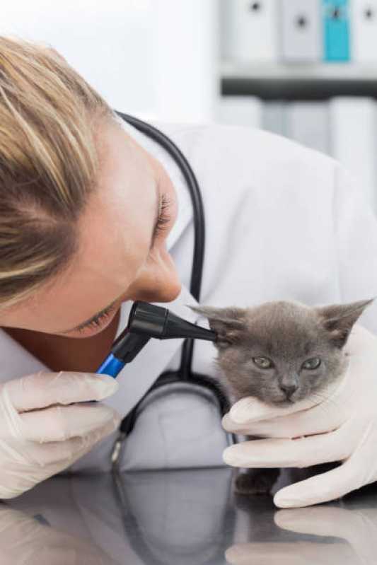 Dermatologista de Animais Jardim Concórdia - Dermatologia para Animais de Pequeno Porte