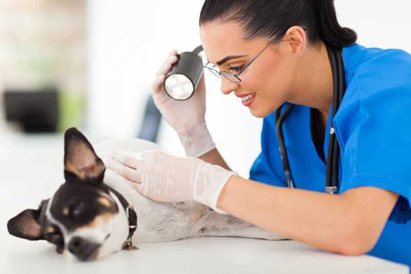 Dermatologista de Cachorro Contato Maracanã - Dermatologista de Animais