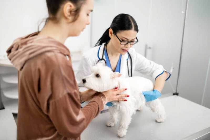 Dermatologista para Animais de Médio Porte Jardim Cassandra - Dermatologista para Cães