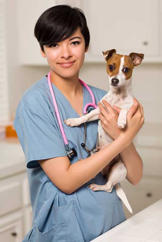 Dermatologista para Cachorro Contato Universitário - Dermatologista para Cães de Grande Porte