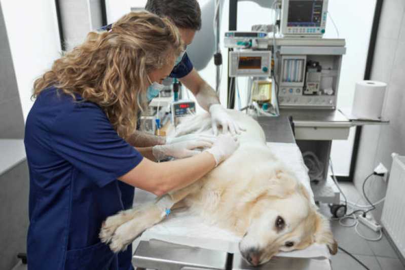 Dermatologista para Cachorros Vila Becker - Dermatologista de Animais