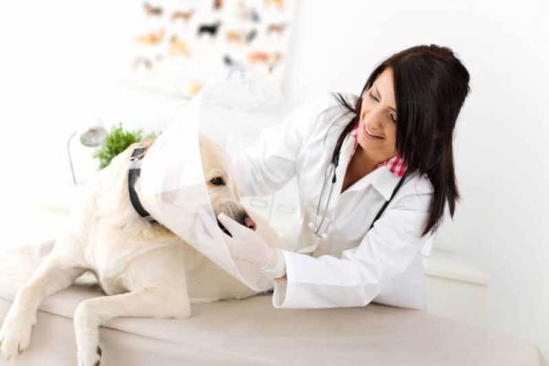 Dermatologista para Cães de Grande Porte Contato Universitário - Dermatologista de Animais