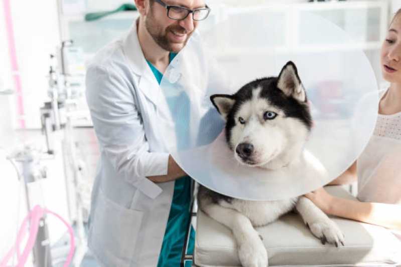 Dermatologista para Cães de Grande Porte Jardim Bressan - Dermatologia para Animais de Pequeno Porte