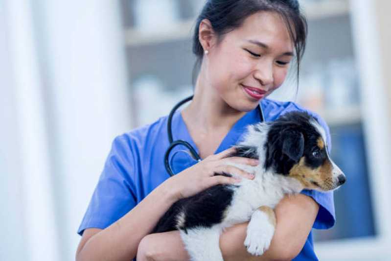 Dermatologista para Cães Conjunto Habitacional Britânia - Dermatologista Pet