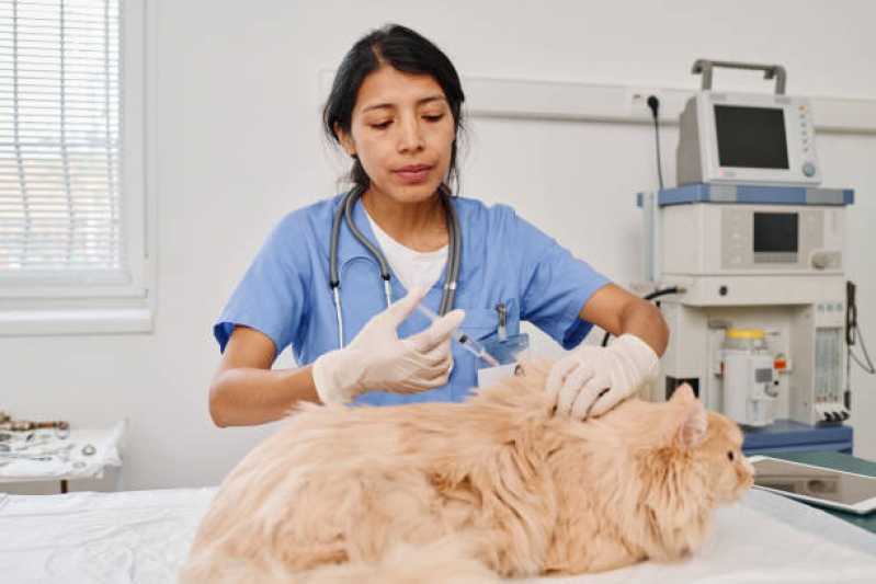 Diagnóstico por Imagem em Medicina Veterinária Marcar Maria Luiza - Diagnóstico por Imagem em Cachorros