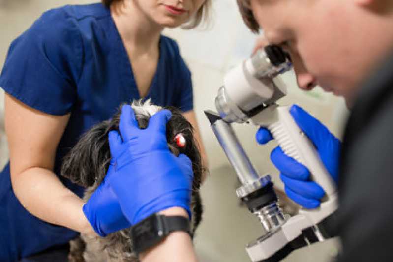 Diagnóstico por Imagem Medicina Veterinária Marcar Ramilândia - Diagnóstico por Imagem em Cachorros