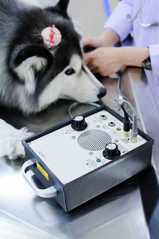 Diagnóstico por Imagem para a Prática Veterinária Marcar Periolo - Diagnóstico por Imagem em Filhotes de Cachorro