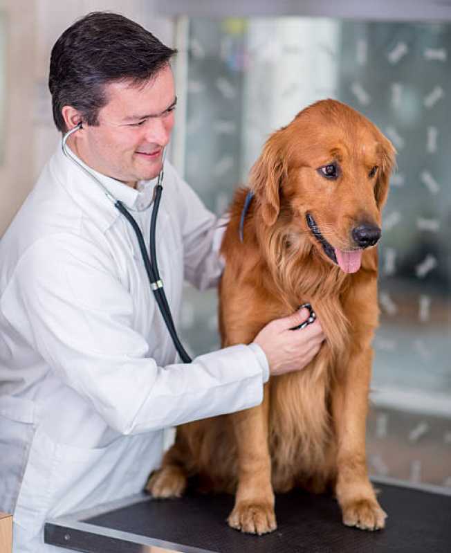 Ecodoppler em Cães e Gatos Agendar Centro de Cascavel - Cardiologista de Pet