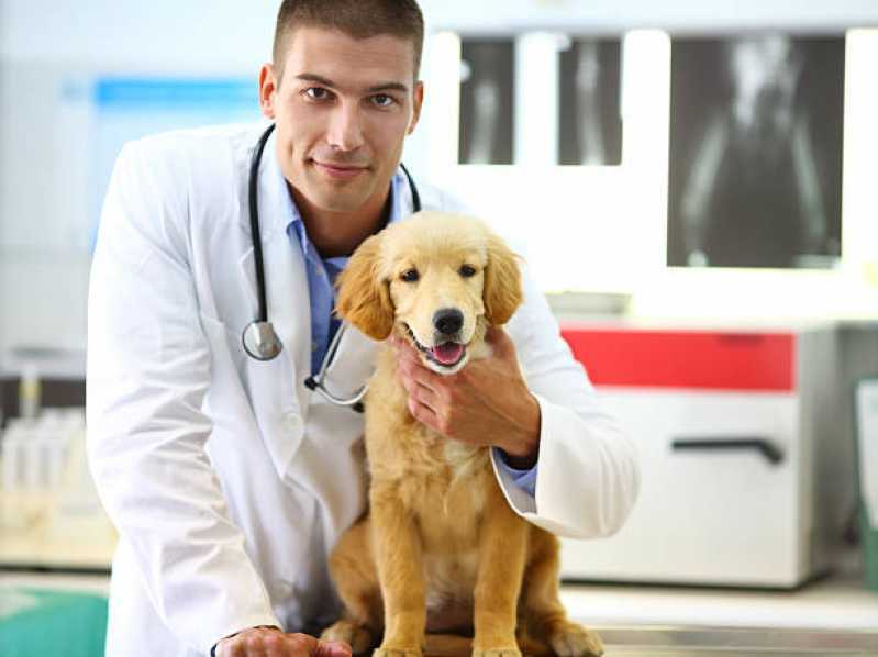 Ecodoppler em Cães e Gatos Cascavel - Eletrocardiograma em Cães e Gatos