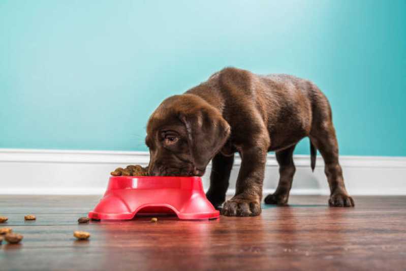 Endocrinologia para Animais de Pequeno Porte Agendar Novo Sarandi - Endocrinologia para Cachorro