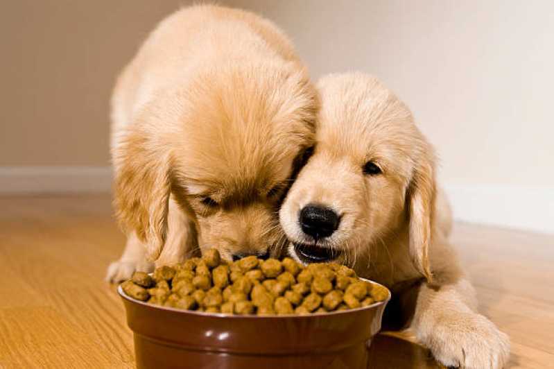 Endocrinologia para Cachorro de Pequeno Porte Agendar Medianeira - Endocrinologia para Cães e Gatos