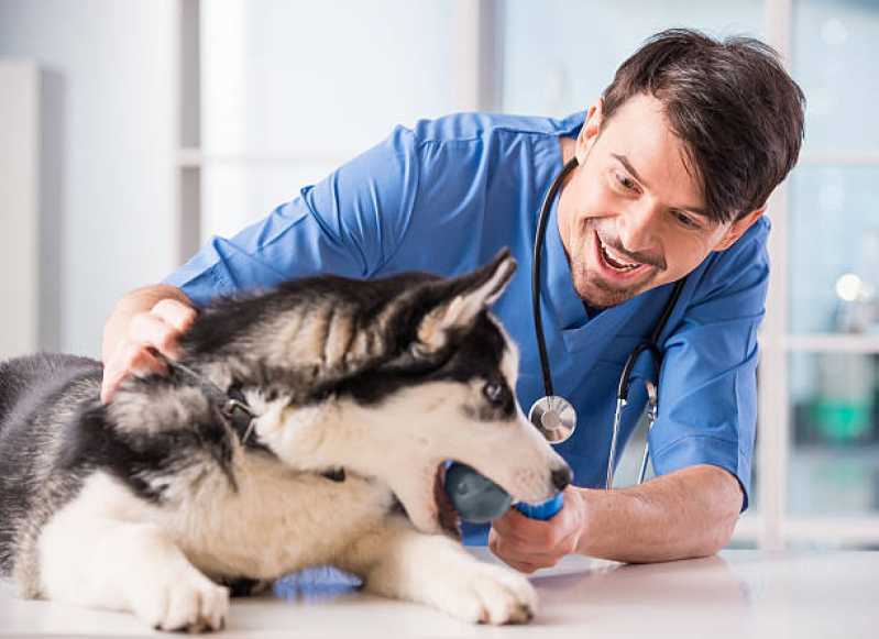 Endocrinologia para Cães de Grande Porte Agendar Palotina - Endocrinologia para Cachorro