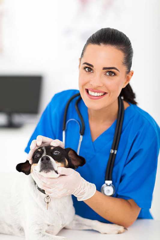 Endocrinologia para Cães de Grande Porte Clínica Linha São Francisco - Endocrinologia para Animais de Pequeno Porte