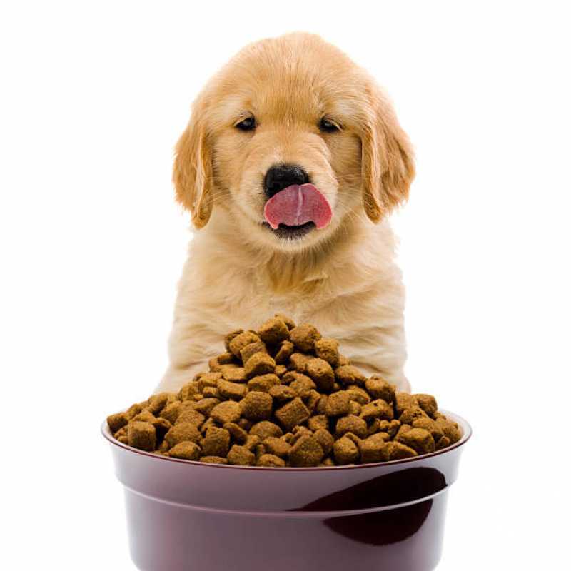 Endocrinologia para Cães de Médio Porte Agendar Cataratas - Endocrinologia para Cachorro de Pequeno Porte