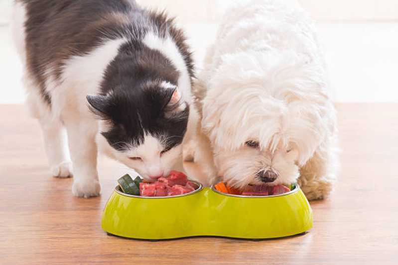 Endocrinologia para Cães e Gatos Agendar Coqueiral - Endocrinologia para Cachorro de Pequeno Porte