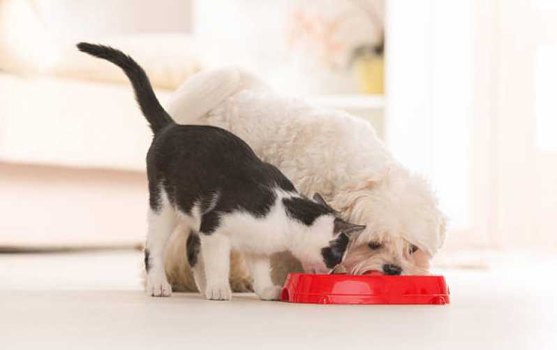 Endocrinologia para Cães e Gatos Iracema do Oeste - Endocrinologia para Animais
