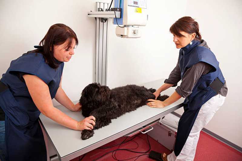 Exame de Endoscopia para Animais Marcar Centro de Cascavel - Exame Broncoscopia para Animais