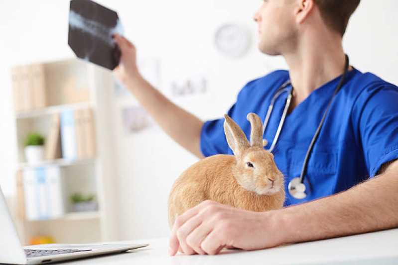 Exame de Radiologia para Animais Marcar Linha São Francisco - Exame de Endoscopia para Animais