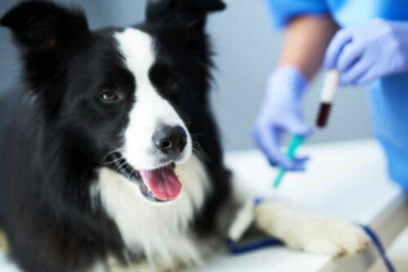 Exames de Hormônios para Animais Vila Becker - Exames de Dermatologia para Animais