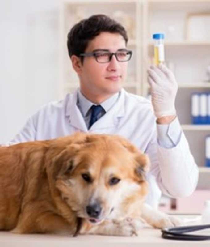 Exames Laboratoriais para Gatos Agendar Vila Pioneiro - Exames de Hematologia para Animais