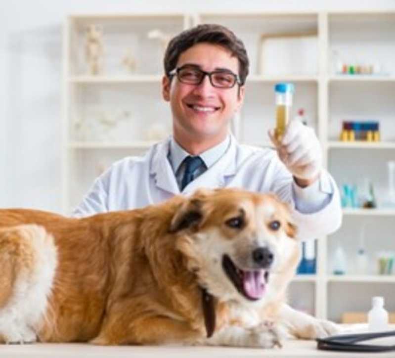 Exames Laboratoriais para Gatos Alto Alegre - Exames de Fezes e Urina para Animais