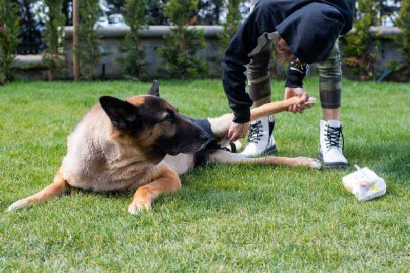Fisioterapia de Cachorro Agendar Cascavel - Fisioterapia para Cães
