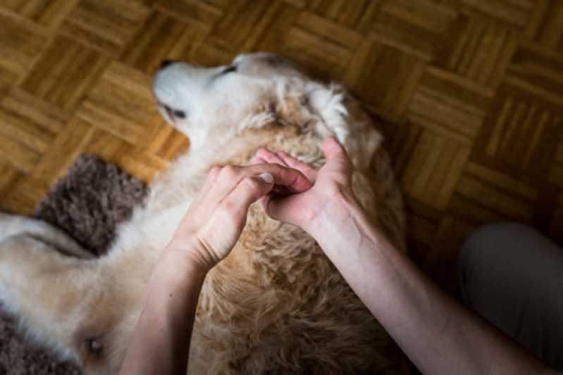 Fisioterapia em Animais Agendar Jardim Santa Maria - Fisioterapia para Cães
