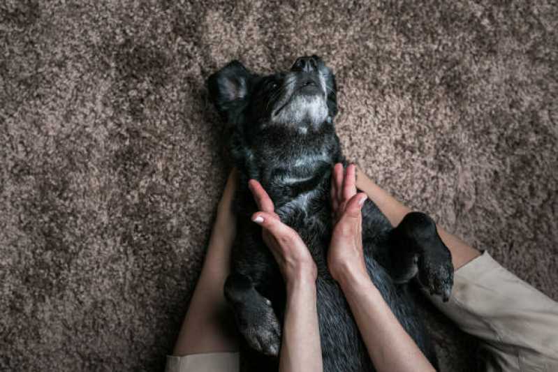 Fisioterapia em Animais Marcar Cancelli - Fisioterapia para Cachorro de Médio Porte