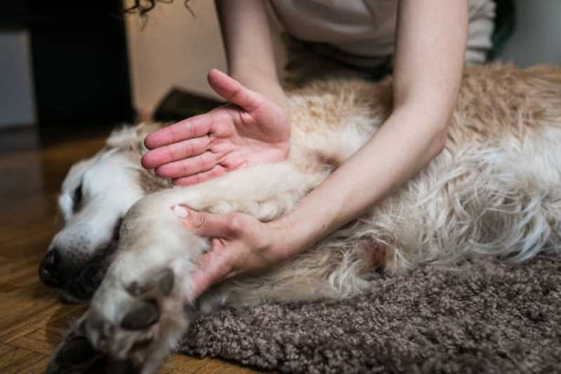 Fisioterapia em Animais Jardim Pancera - Fisioterapia para Cães
