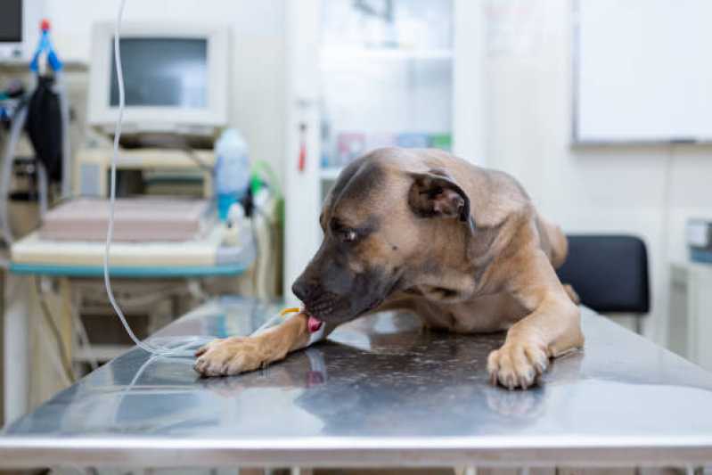 Fisioterapia para Animais de Pequeno Porte Agendar Palotina - Fisioterapia para Cachorro